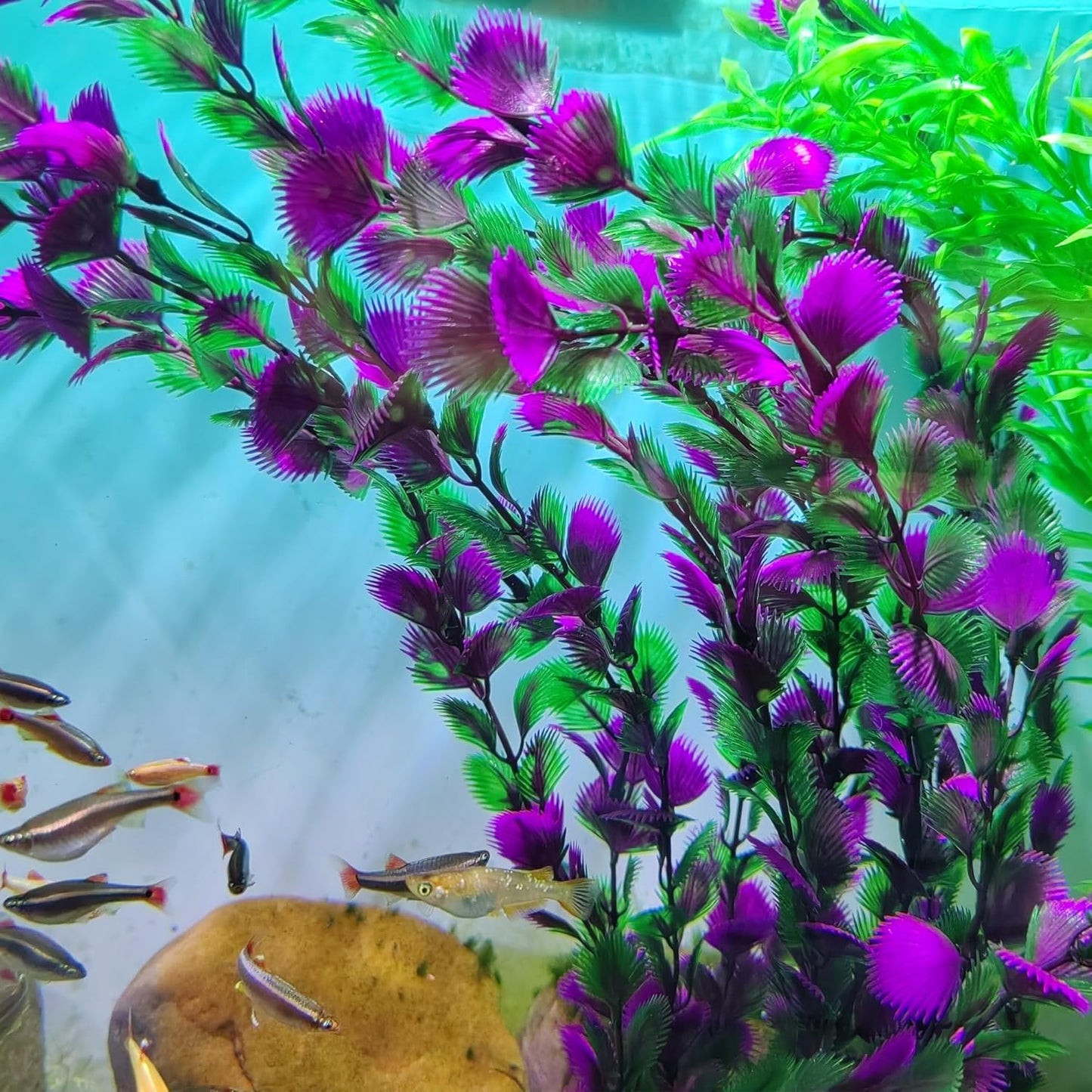 20.47 Inch Tall Aquarium Plants – Large Lifelike Artificial Fish Tank Decorations, 2 Pcs Fish Tank Plants Plastic,Durable & Safe for Freshwater/Saltwater Aquariums (Purple (Style C))