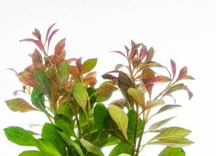 Live Aquarium Stem Plants - Freshwater Aquatic Plant for Fish Tanks, Aquascaping - (Nesaea Pedicellata Golden, 1 Bunch)