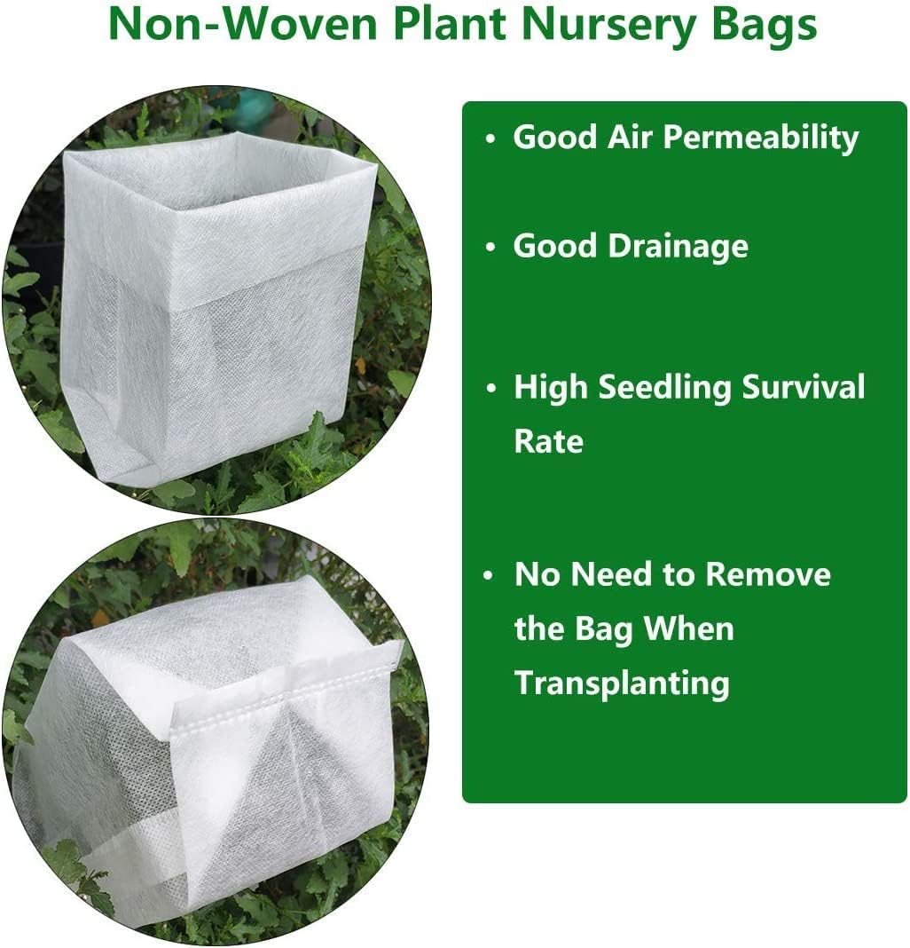 Gulf Stream Dwarf Nandina - Heavenly Bamboo - Live Plant - (1 QT)