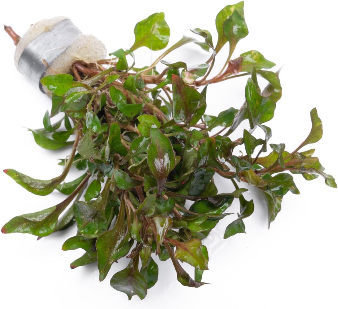 Alternanthera Bettzickiana - Decorative Live Aquatic Plant for Terrariums and Paludariums - (Bettzickiana, 1 Bunch)
