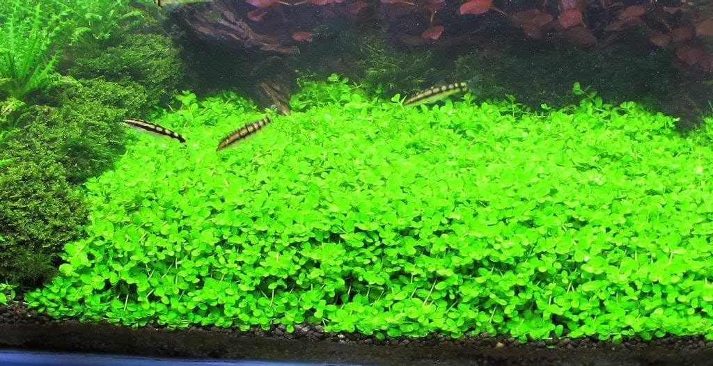 Foreground Potted Live Aquarium Plants | Freshwater Aquatic Plants for Aquariums (Potted Monte Carlo, 3 Pack)