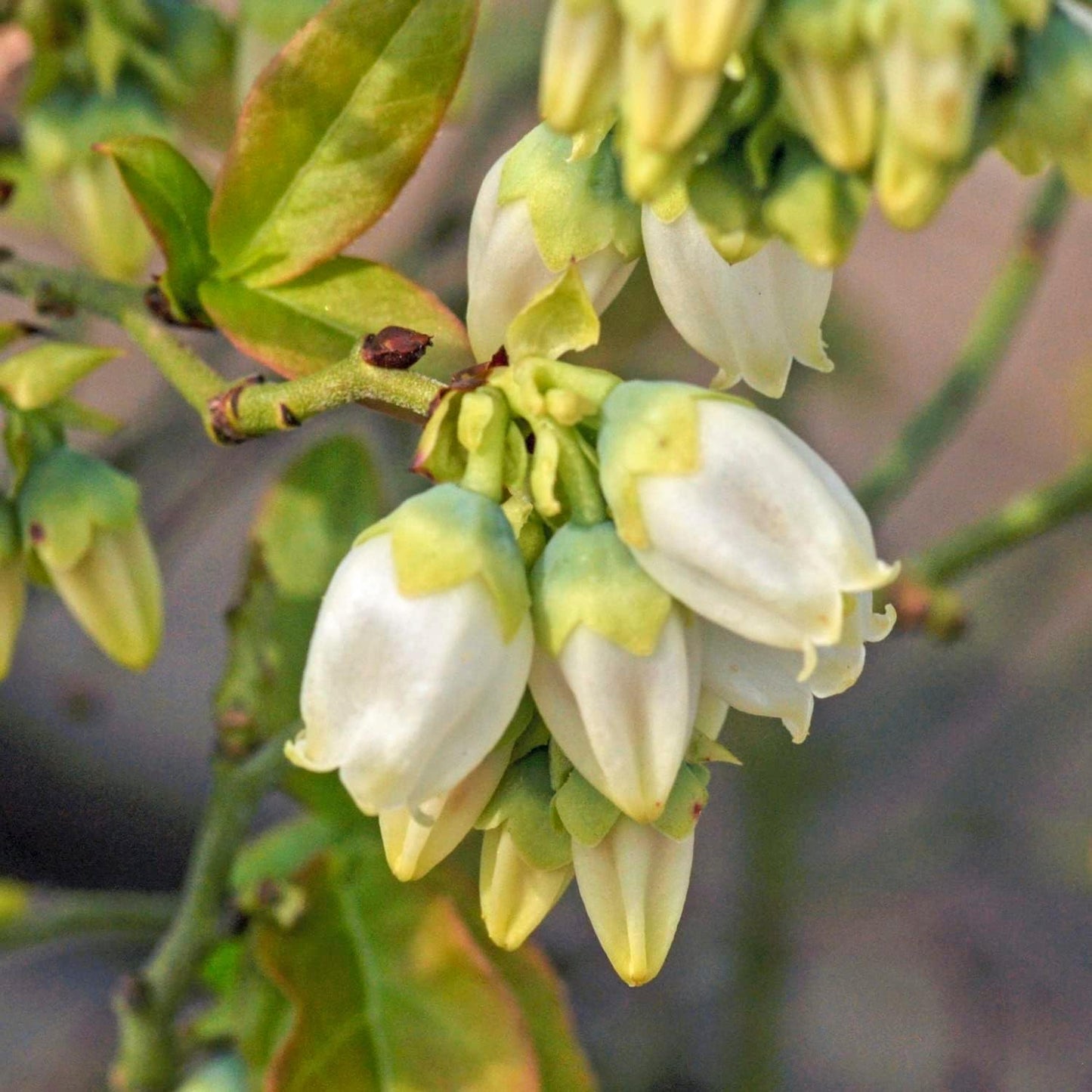 Direct Gardening Mini Blues Blueberry Bush Starter Plant, 1 per Offer-Can't Ship to CA, GA, MI, OR or WA