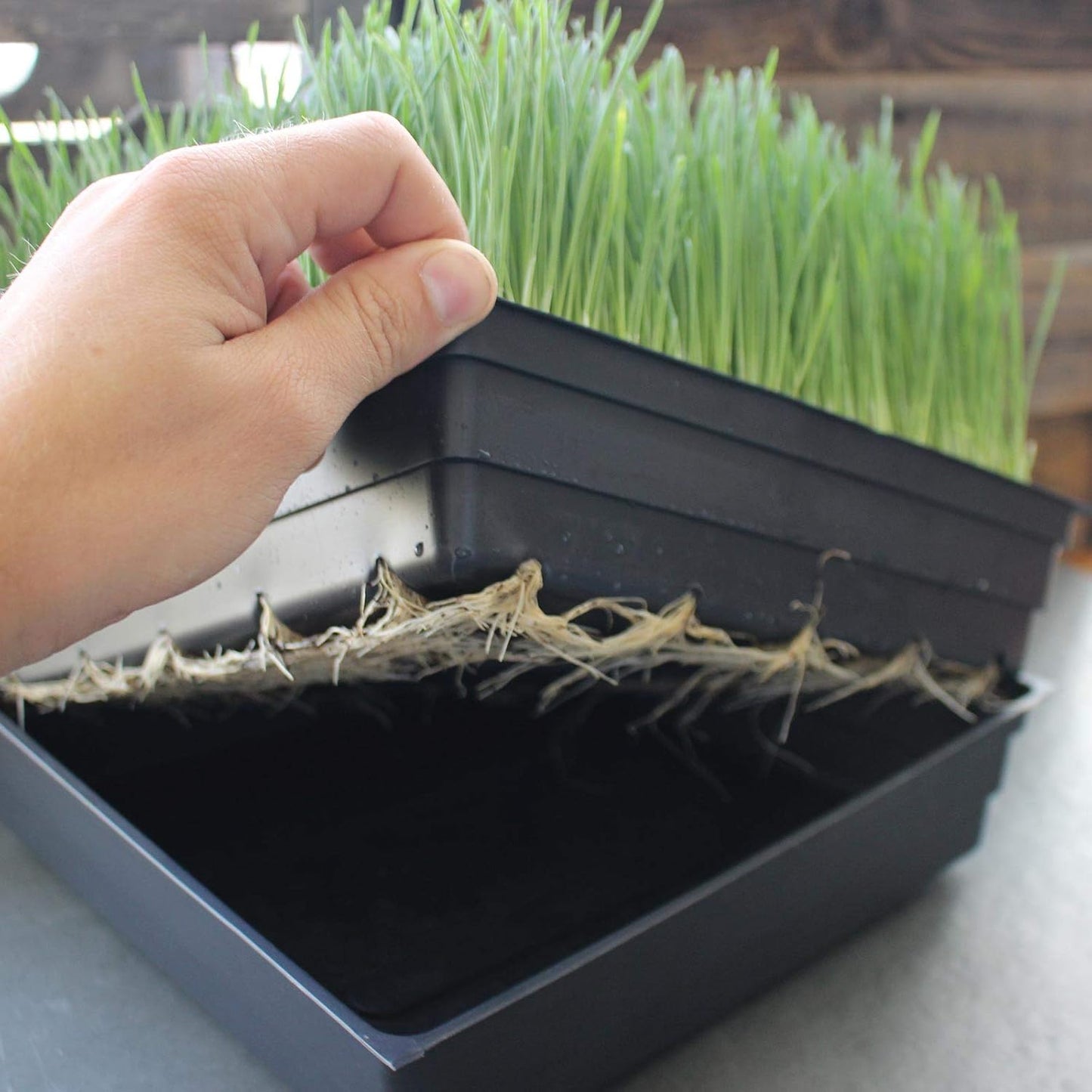 10" x 10" Garden Growing Trays with Drain Holes - 5-pack Recyclable Plastic Plant Trays for Wheatgrass Sprouting Tray, Microgreens Growing Trays, Hydroponic Trays, Nursery Flats, & Greenhouse Supplies