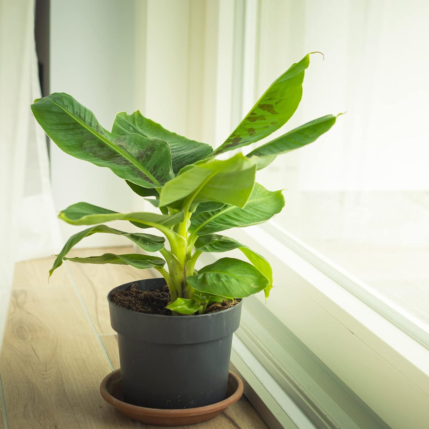 Tropicana Banana - Musa 'Tropicana' by Wellspring Gardens - Super Dwarf Cavendish Variety - Indoor and Outdoor Tropical Plant - Compact, Edible Bananas, Maroon/Purple Foliage