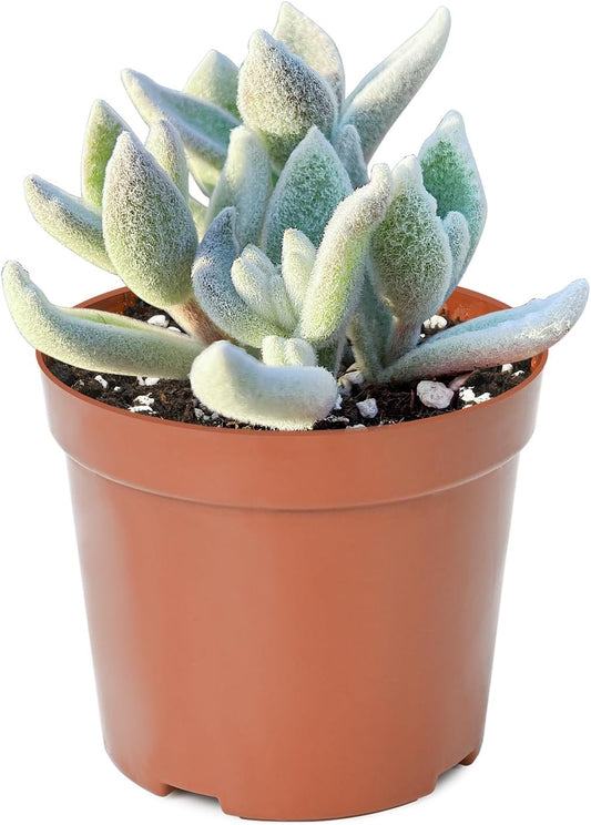 Live Succulent Plants Snow White Panda Plant, Easy Care Potted Succulents, Approx 4" D x 6" H, Indoor Houseplant, Unique Gifts, Home Office Décor