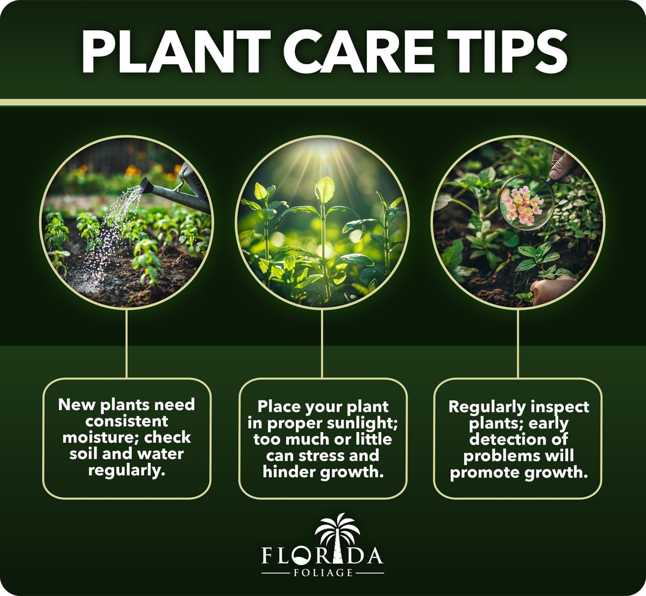Royal Fern | 20 Live Plants | Osmunda regalis | Decorative Shade-Loving Perennial | Lush Green Foliage for Moist Gardens & Landscapes