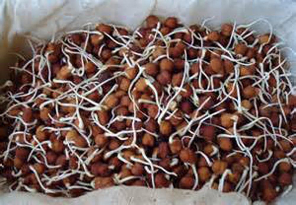 Garbanzo Bean Seed, Microgreen, Sprouting, 2 OZ, Non GMO - Country Creek LLC Brand - High Sprout Germination- Edible Seeds, Gardening, Hydroponics, Growing Salad Sprouts