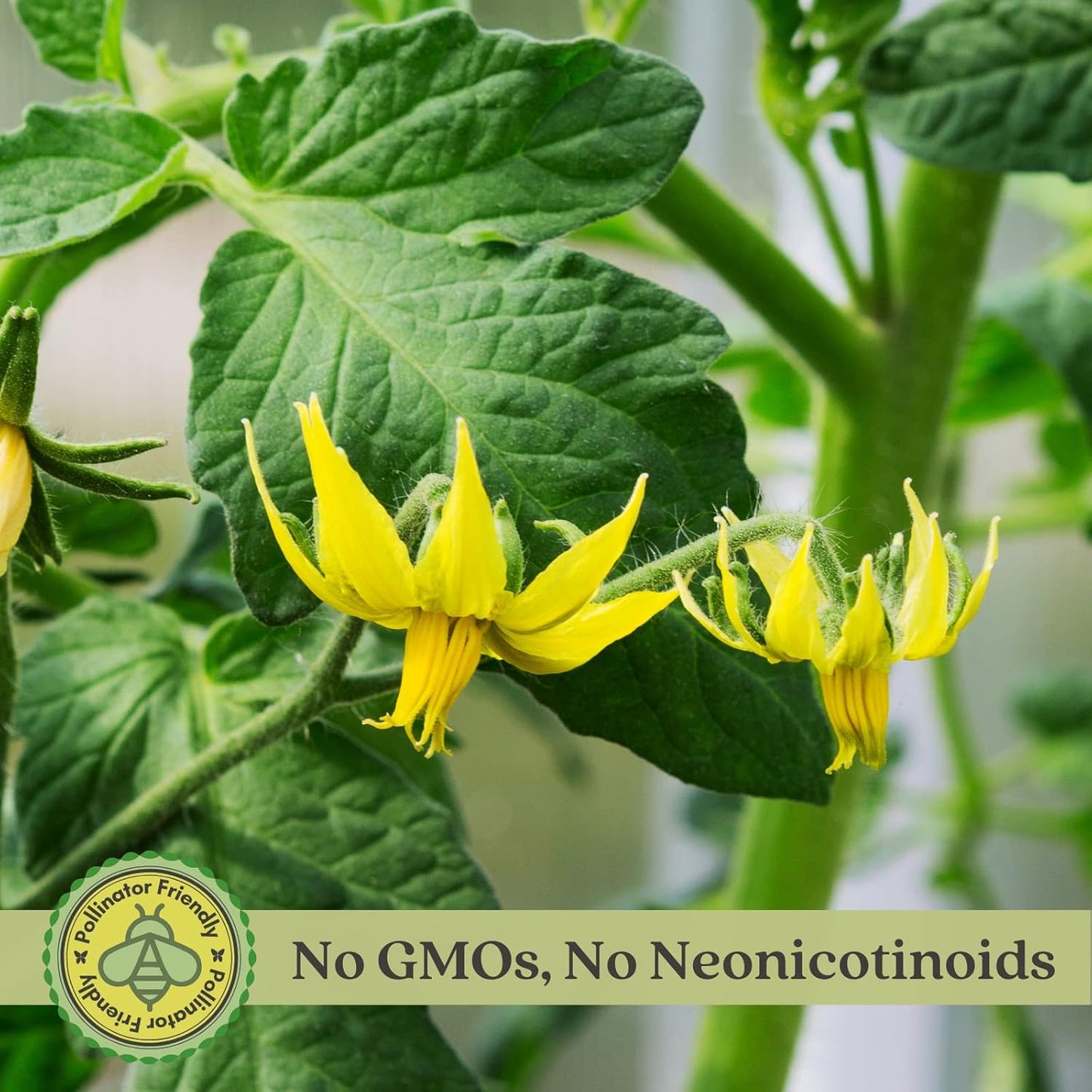Clovers Yellow Pear Tomato Plants – Two (2) Live Plants – Non-GMO - Not Seeds - Each 4" to 8" Tall – in 4" Inch Pots - Heirloom, Indeterminate