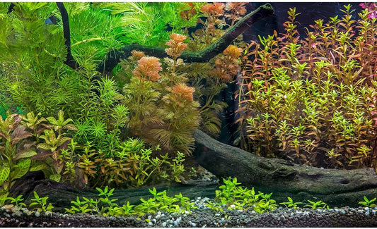 Aquarium Backdrop Underwater Grass Leaves with Pebbles Exquisite Aquarium Background Vivid Green Aquatic Plant Stone River Bed Fish Dead Wood Fresh Leaves Tank Background Decors Vinyl 36x24in