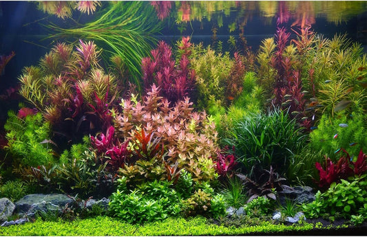 Aquarium Background Various Vivid Fresh Underwater Aquatic Plant Fish Tank Aquarium Backdrop Stone River Bed and Lake Fish Terrarium Background Decor Vinyl 72x18in