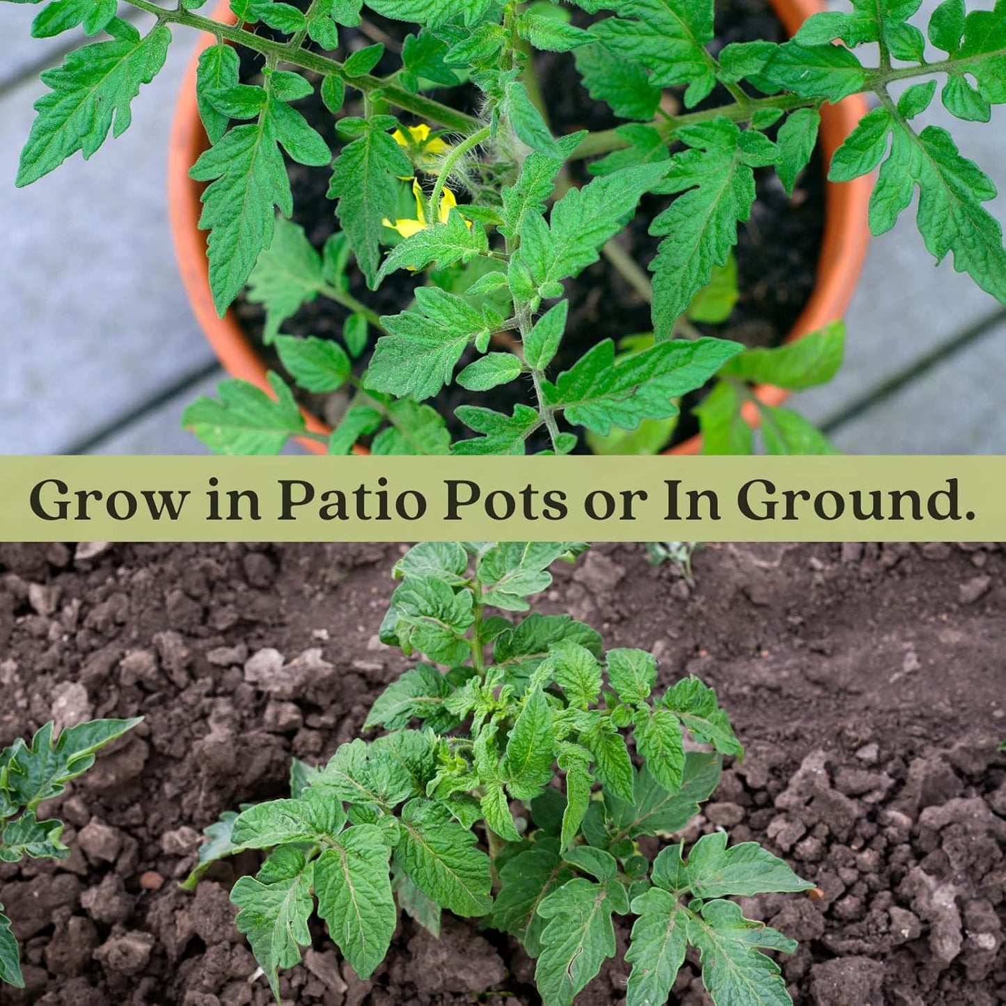 Clovers Yellow Pear Tomato Plants – Two (2) Live Plants – Non-GMO - Not Seeds - Each 4" to 8" Tall – in 4" Inch Pots - Heirloom, Indeterminate