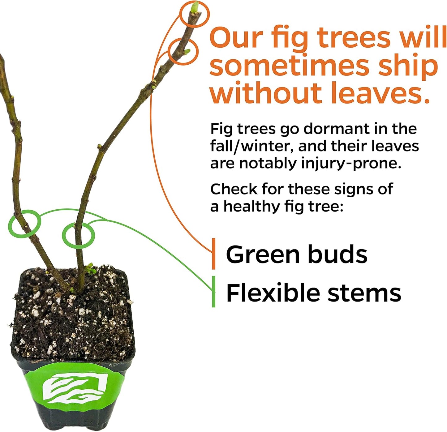 Kadota Fig Tree Live Plant - Ficus carica - Wellspring Gardens Starter Plant