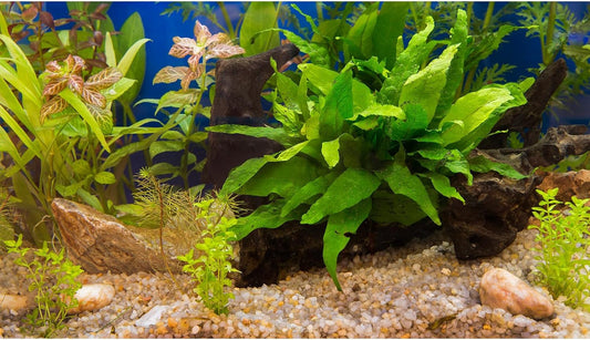 Aquarium Backdrop Underwater Grass Leaves Pebble Aquarium Background Vivid and Fresh Green Aquatic Plant Stone River Bed Fish Dead Wood Leaves Tank Background Decors Vinyl 72x24in