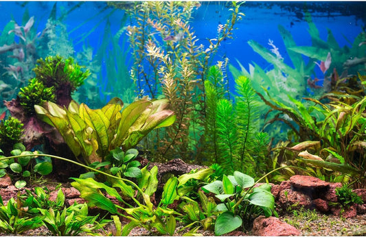 Aquarium Background Various Underwater Grass Plants Aquarium Backdrop Vivid and Fresh Green Aquatic Plants Stone River Bed and Dead Wood Purple Stone Fish Tank Background 30x18in